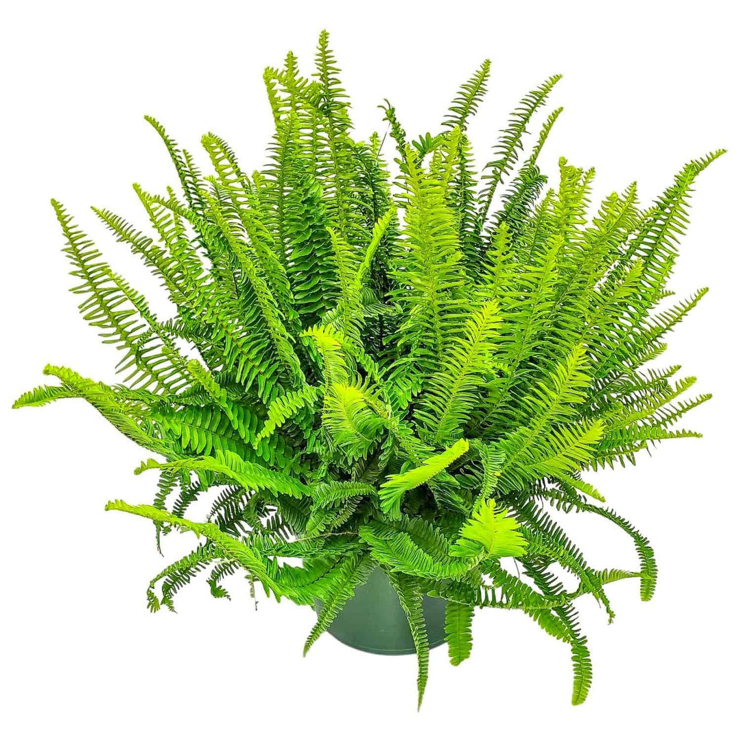 home depot hanging plant sale Kimberly Queen Fern Hanging Basket for Sale