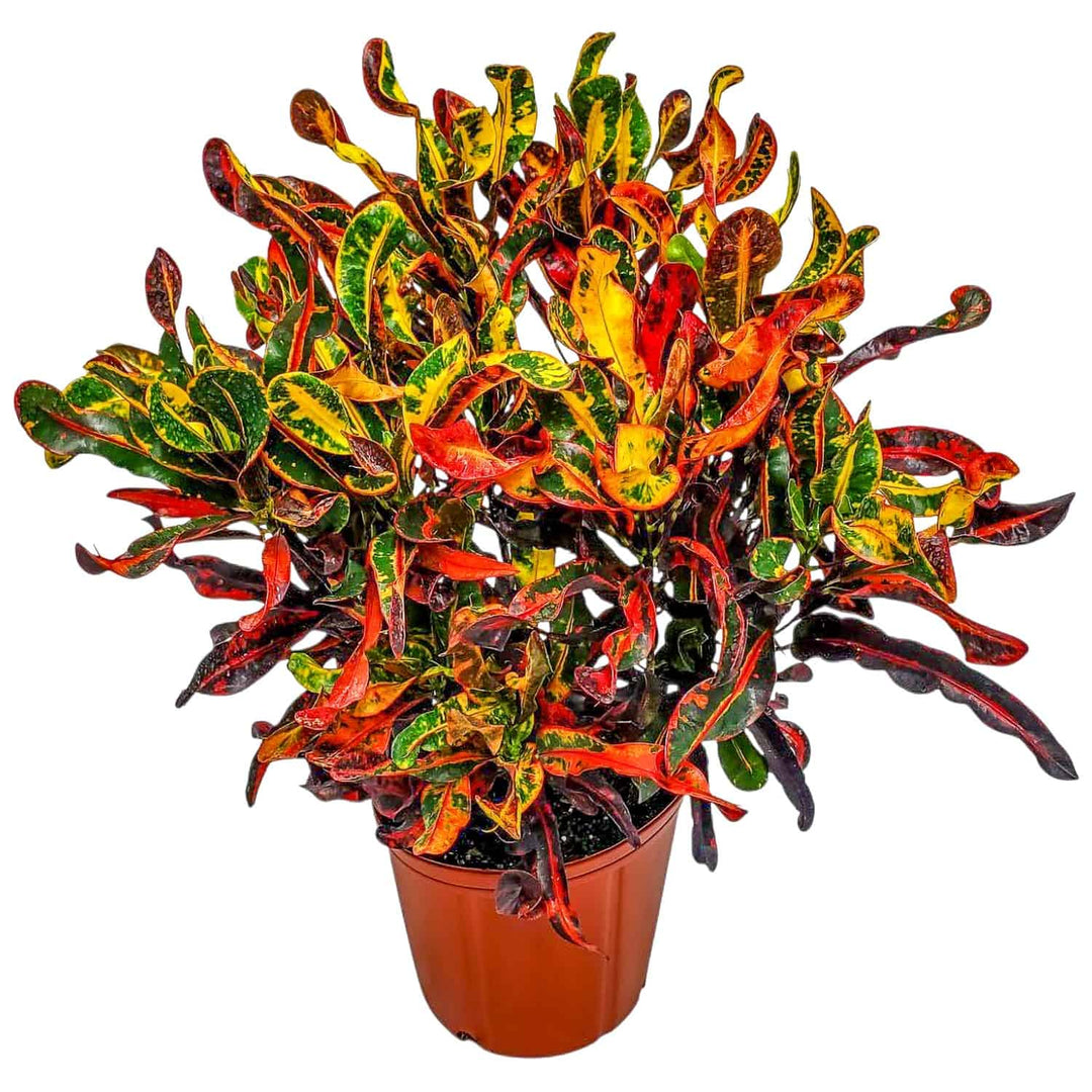 croton mammy dirt Croton Mammy