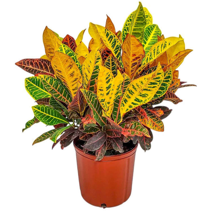large croton petra plant for sale #size_3-gallon