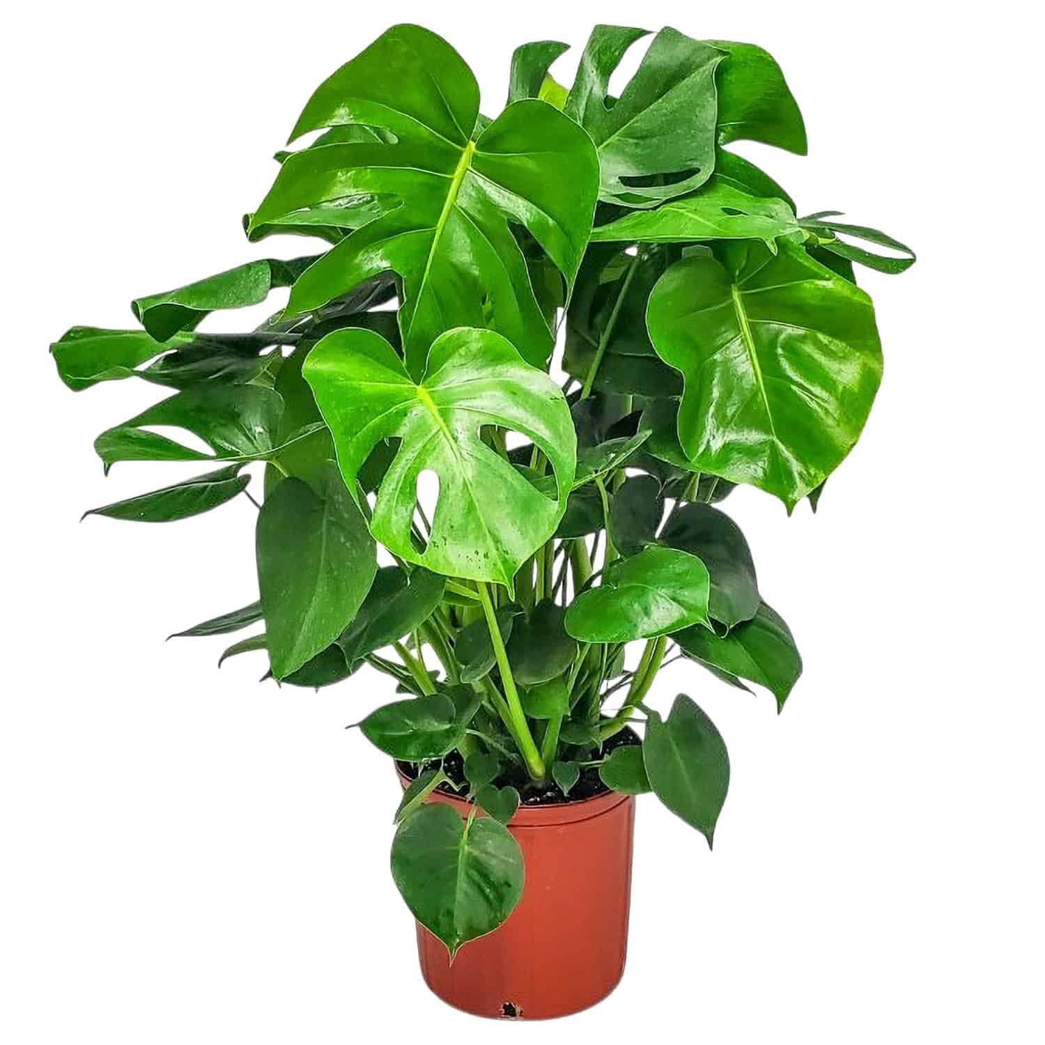 Monstera Deliciosa Plant for Sale | Swiss Cheese Plant | Tropical