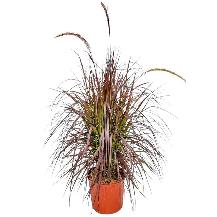 large ornamental fountain grass for sale #size_3-gallon