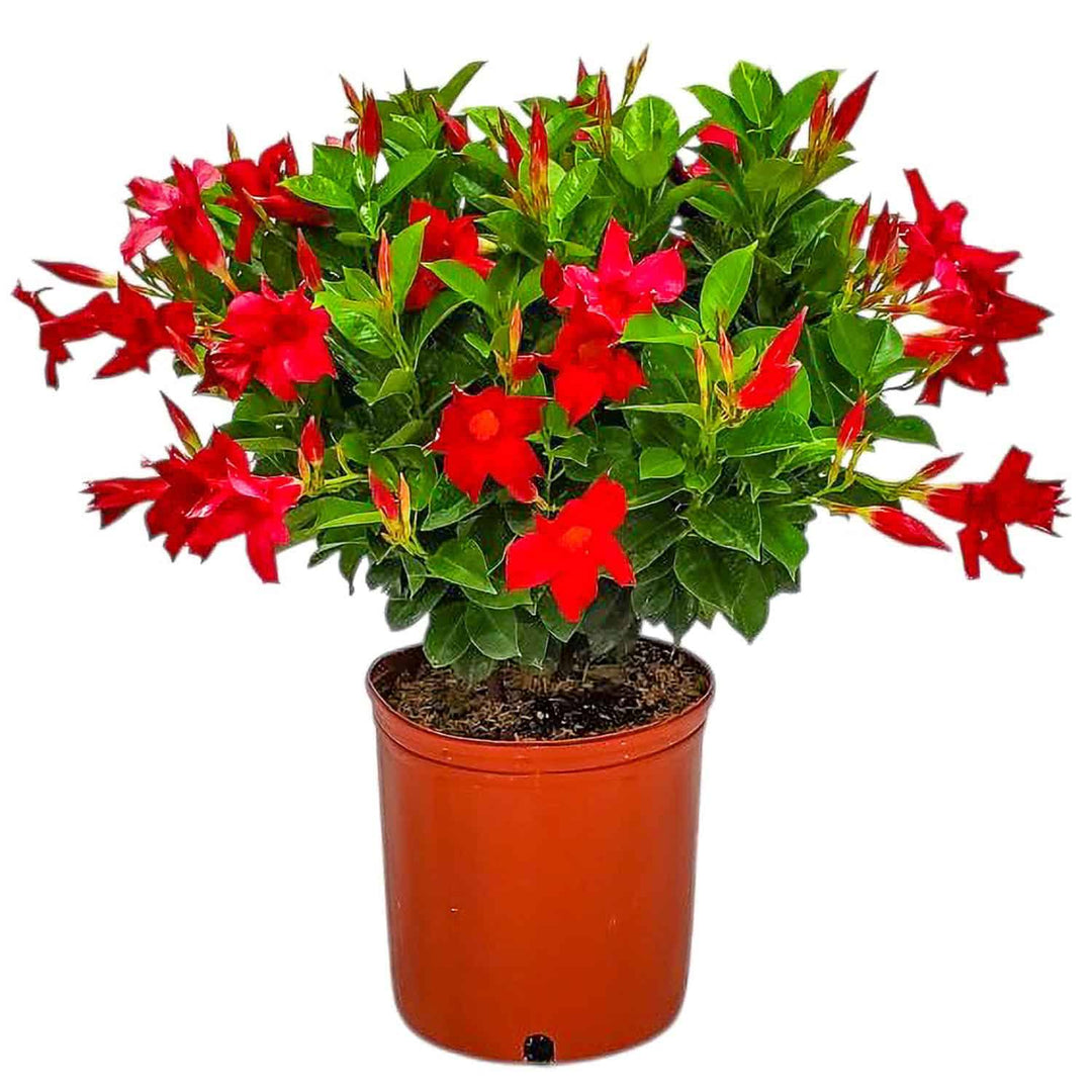 red potted plants Red Dipladenia Plant for Sale
