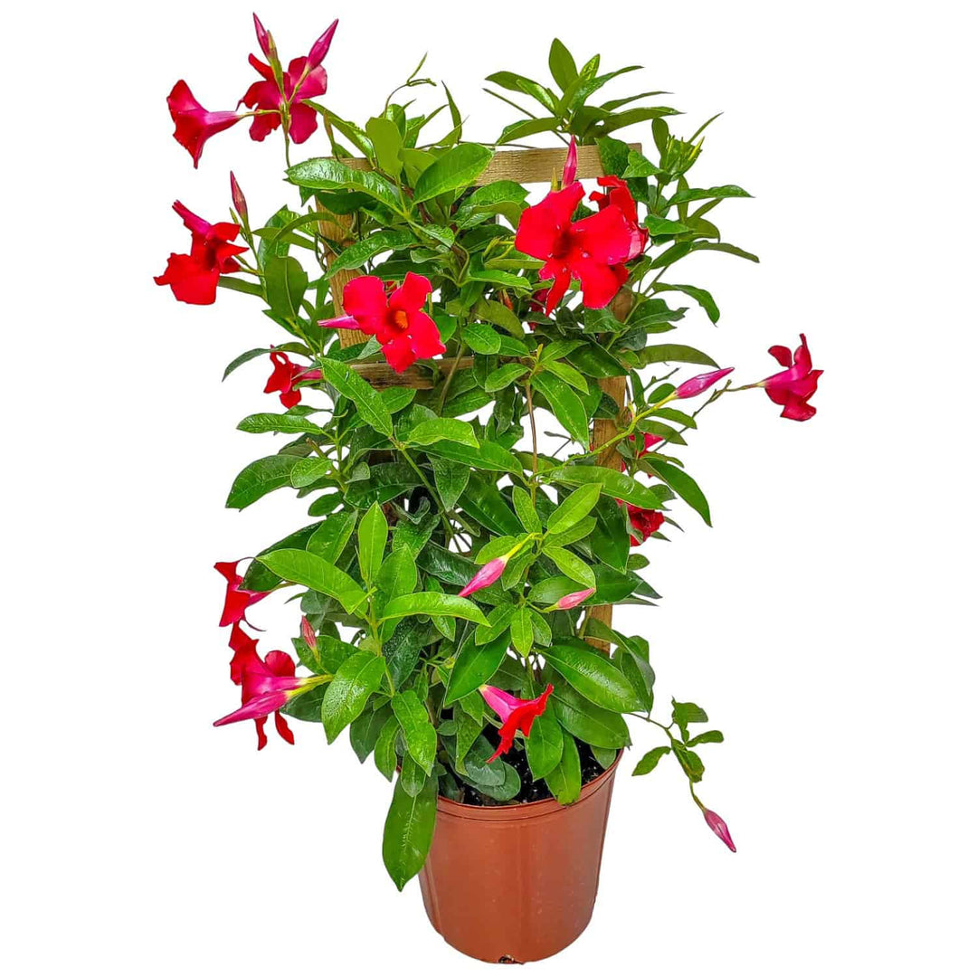 can a mandevilla be a house plant Giant Red Mandevilla Vine