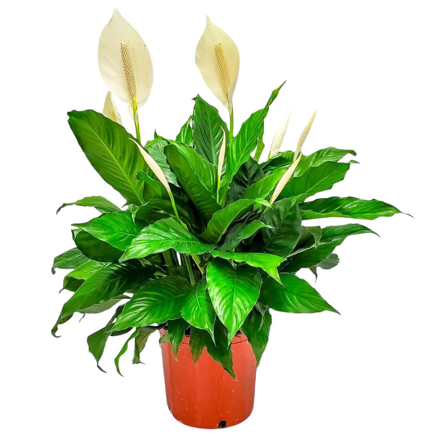 Peace Lily