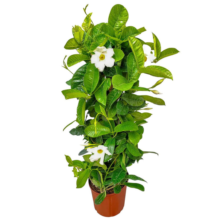 large white mandevilla plant for sale #size_3-gallon