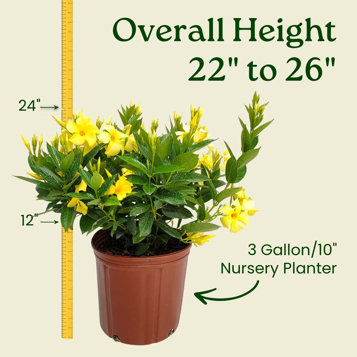 3 gallon yellow dipladenia bush overall size 22 to 26 inches #size_3-gallon