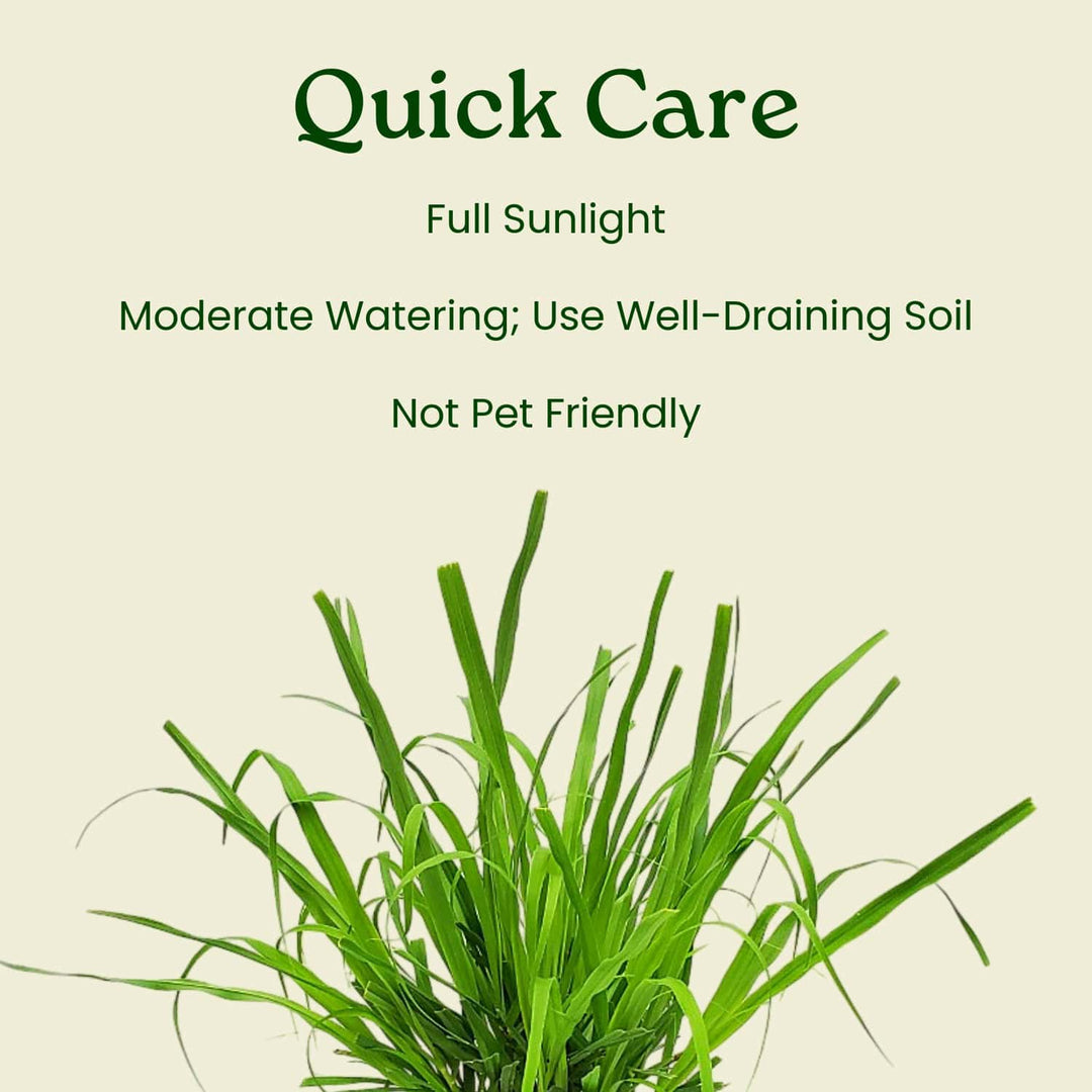 lemongrass plant care in pot Lemongrass Plant for Sale