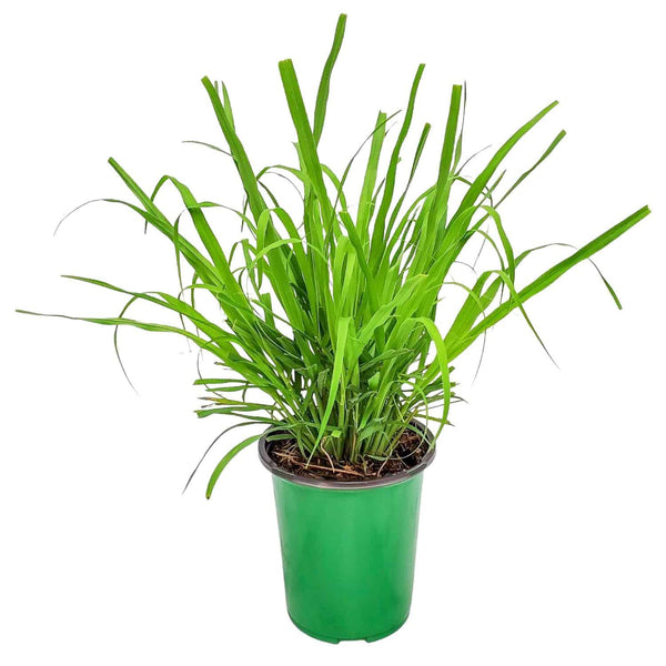 Lemongrass