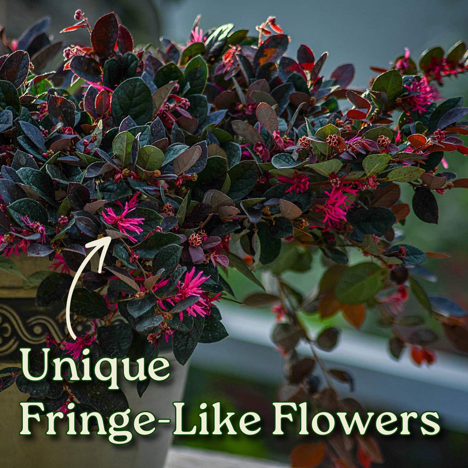 Loropetalum Plum Delight (Chinese Fringe Flower) for Sale | 3