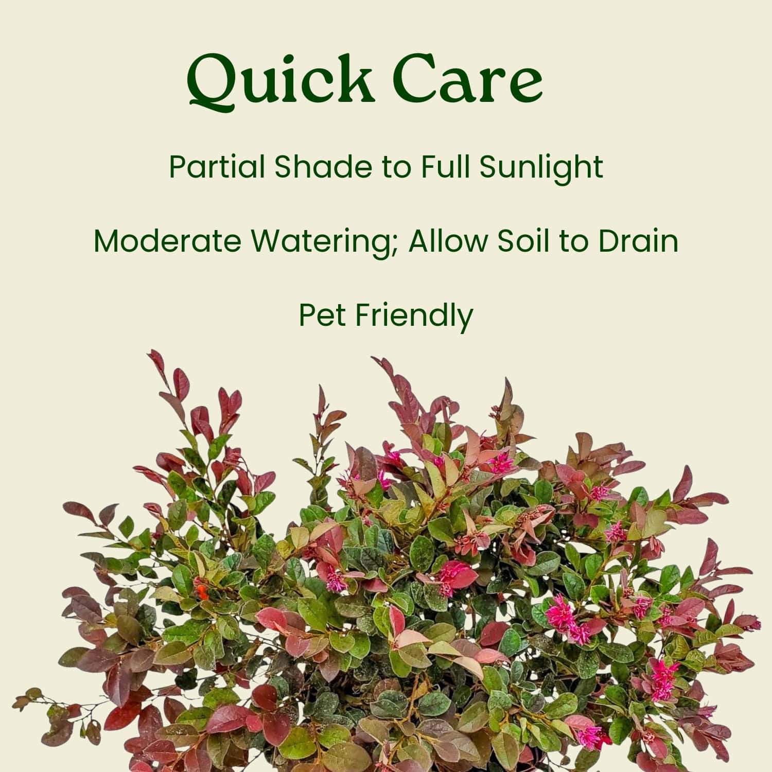 Loropetalum Plum Delight (Chinese Fringe Flower) for Sale | 3