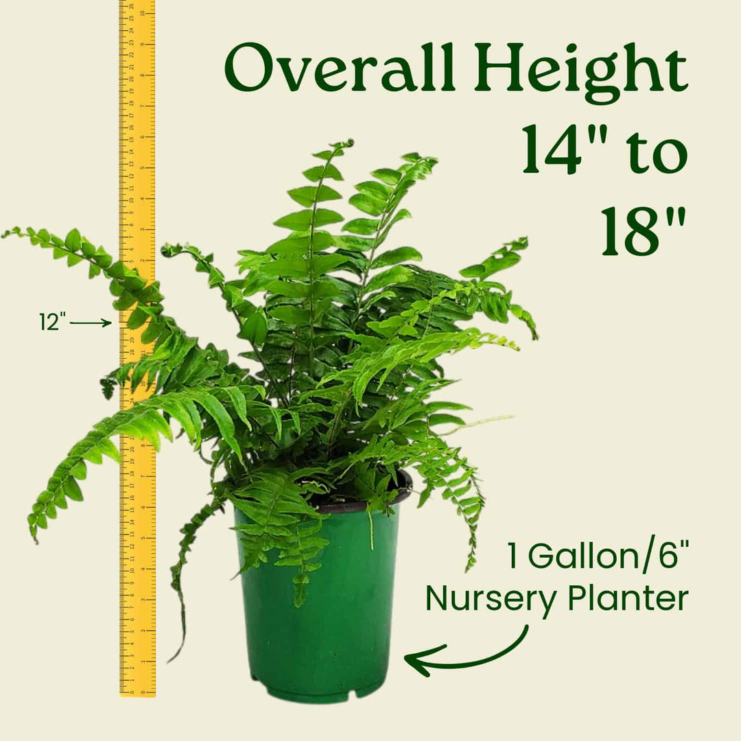 Potted fern with a ruler indicating its height and container size on a beige background #size_1-gallon