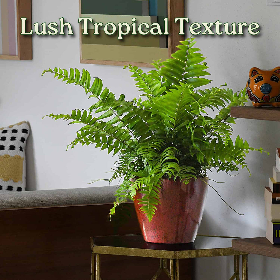 fern house plants for sale Macho Fern