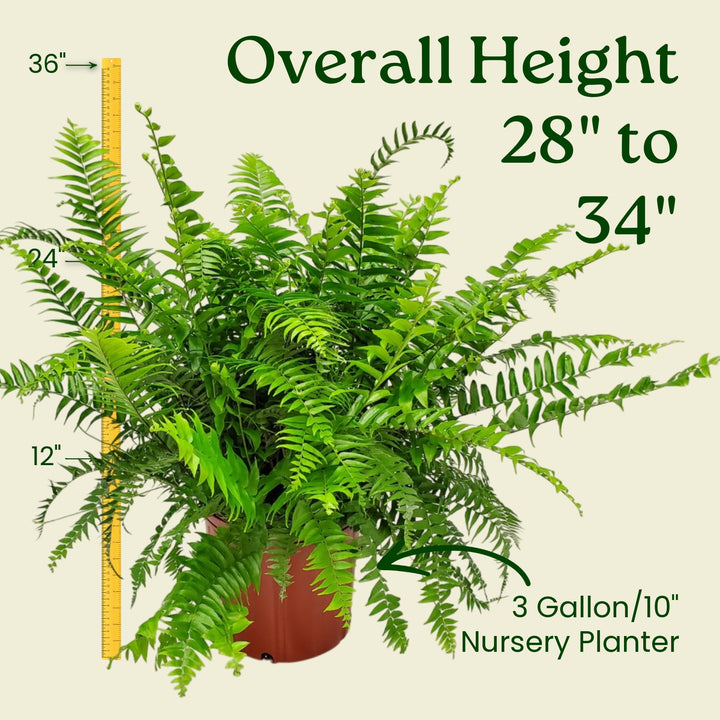 Potted fern with measurement details on a beige background #size_3-gallon