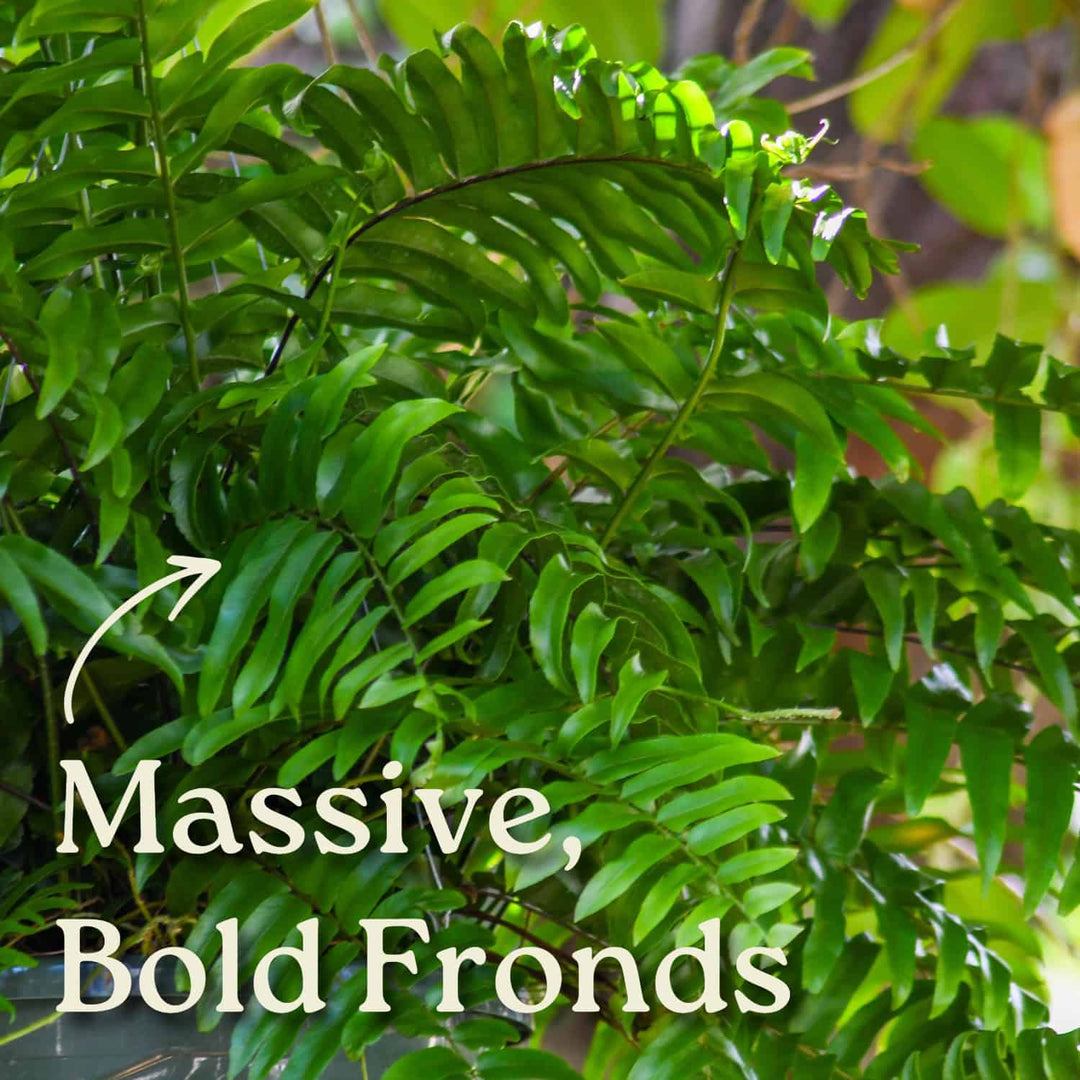 Macho Fern Hanging Basket