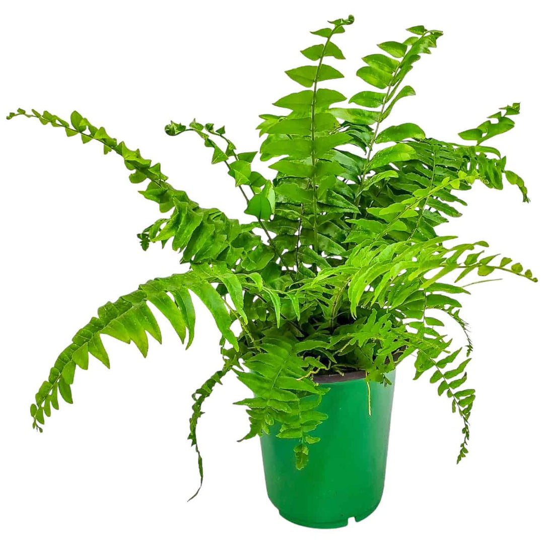 indoor fern plants for sale Macho Fern