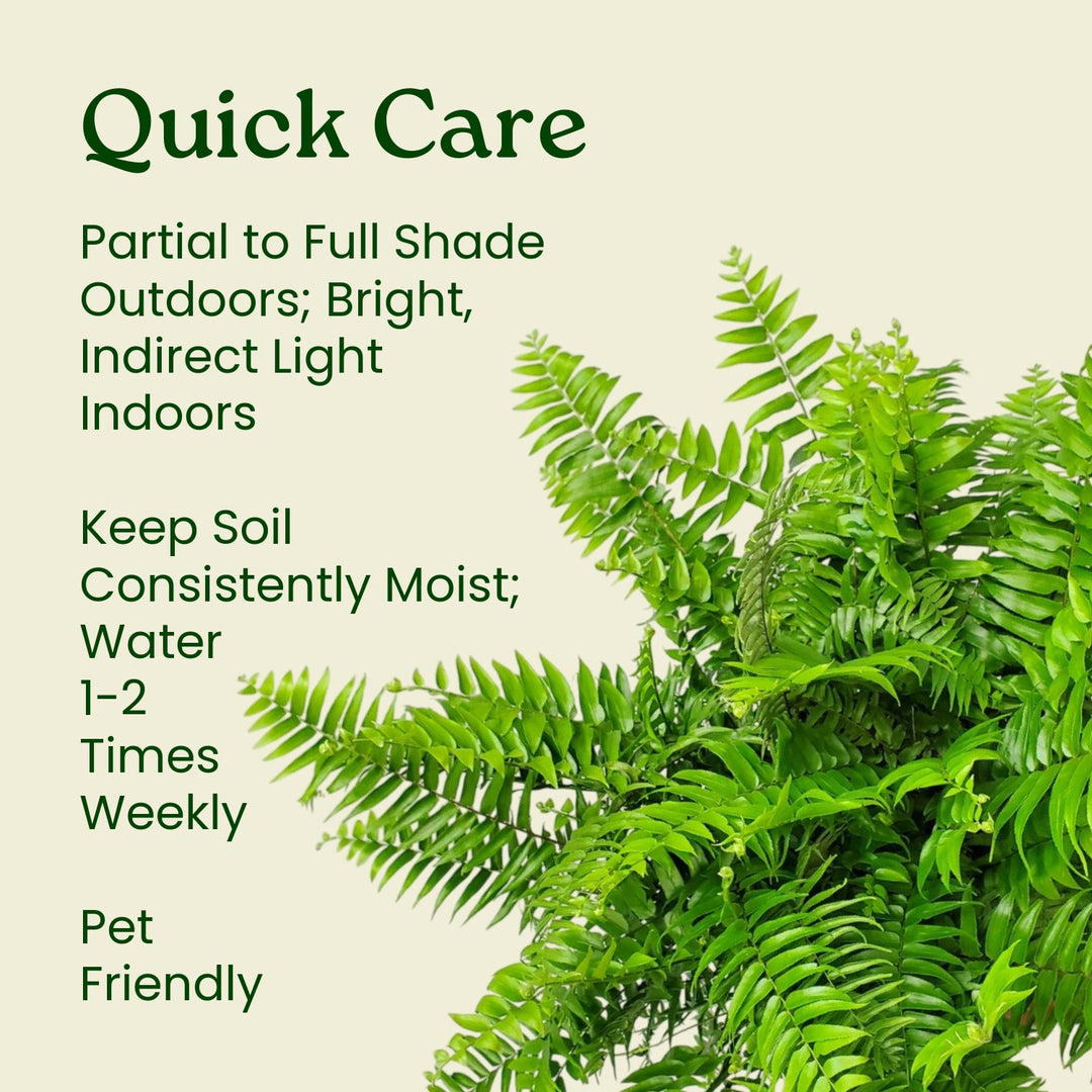 is a fern an indoor or outdoor plant Macho Fern