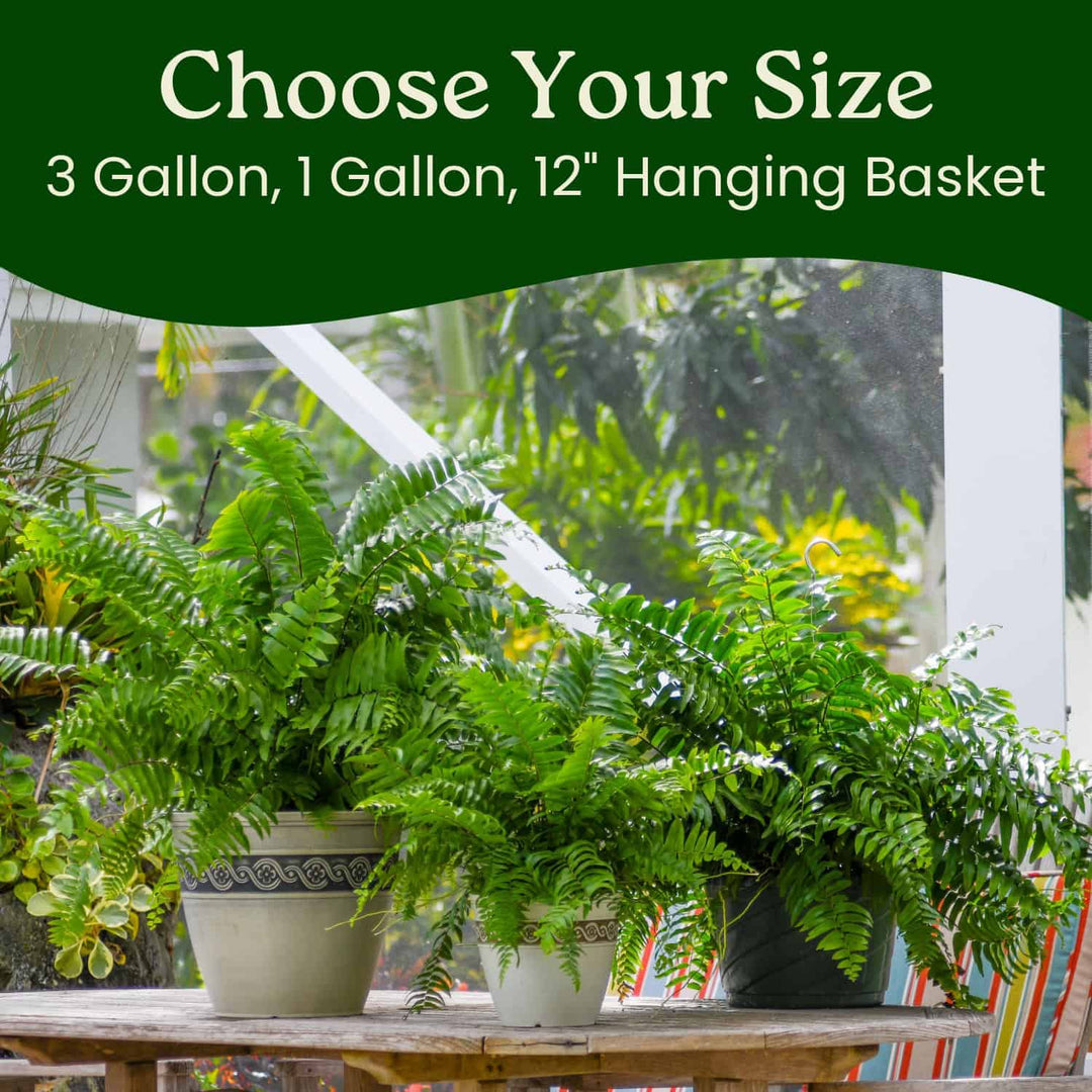 hanging fern plant care Macho Fern Hanging Basket