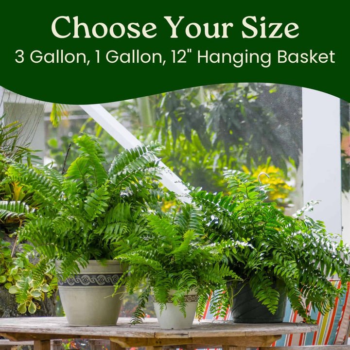 Macho Fern Hanging Basket