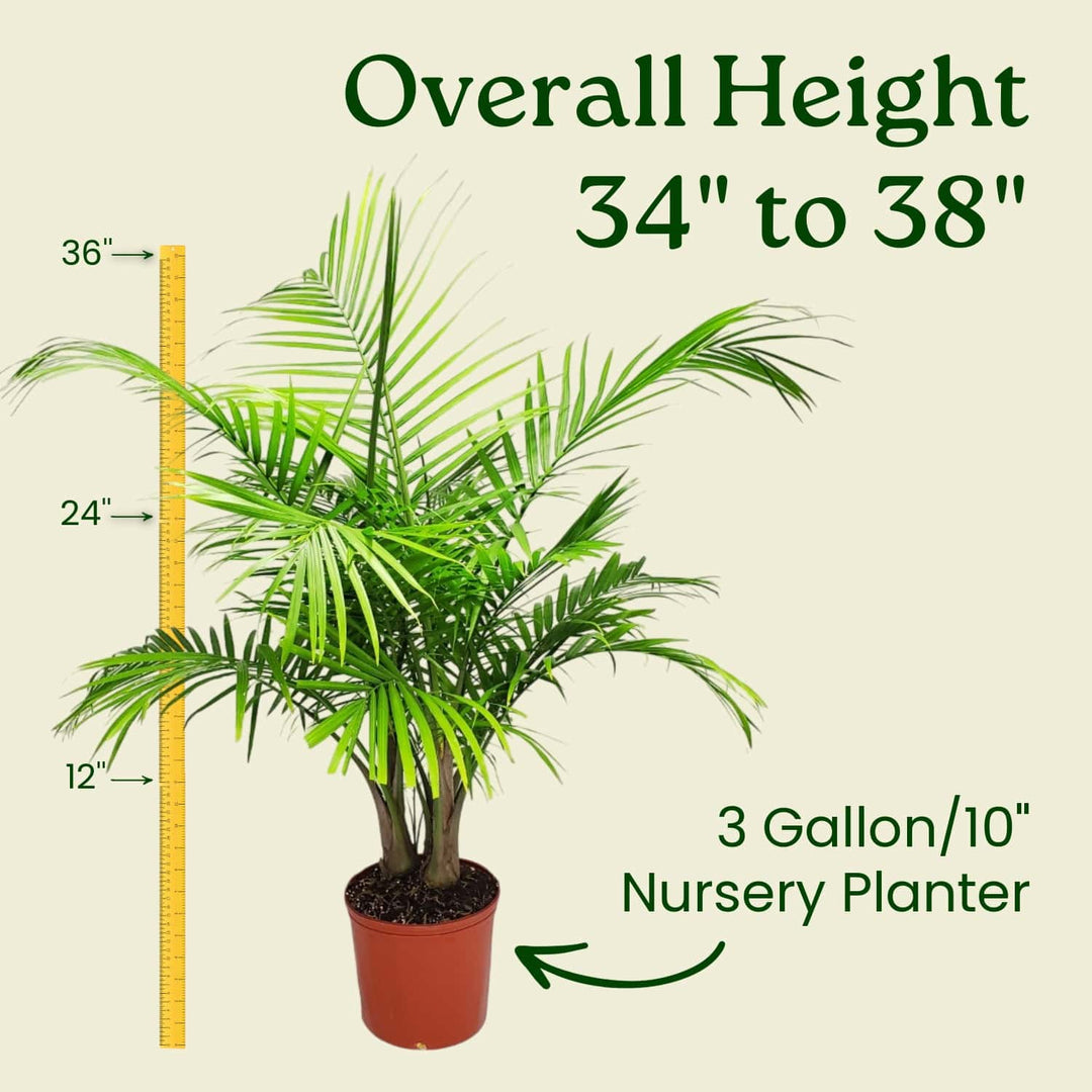 live majesty palm plant Majesty Palm