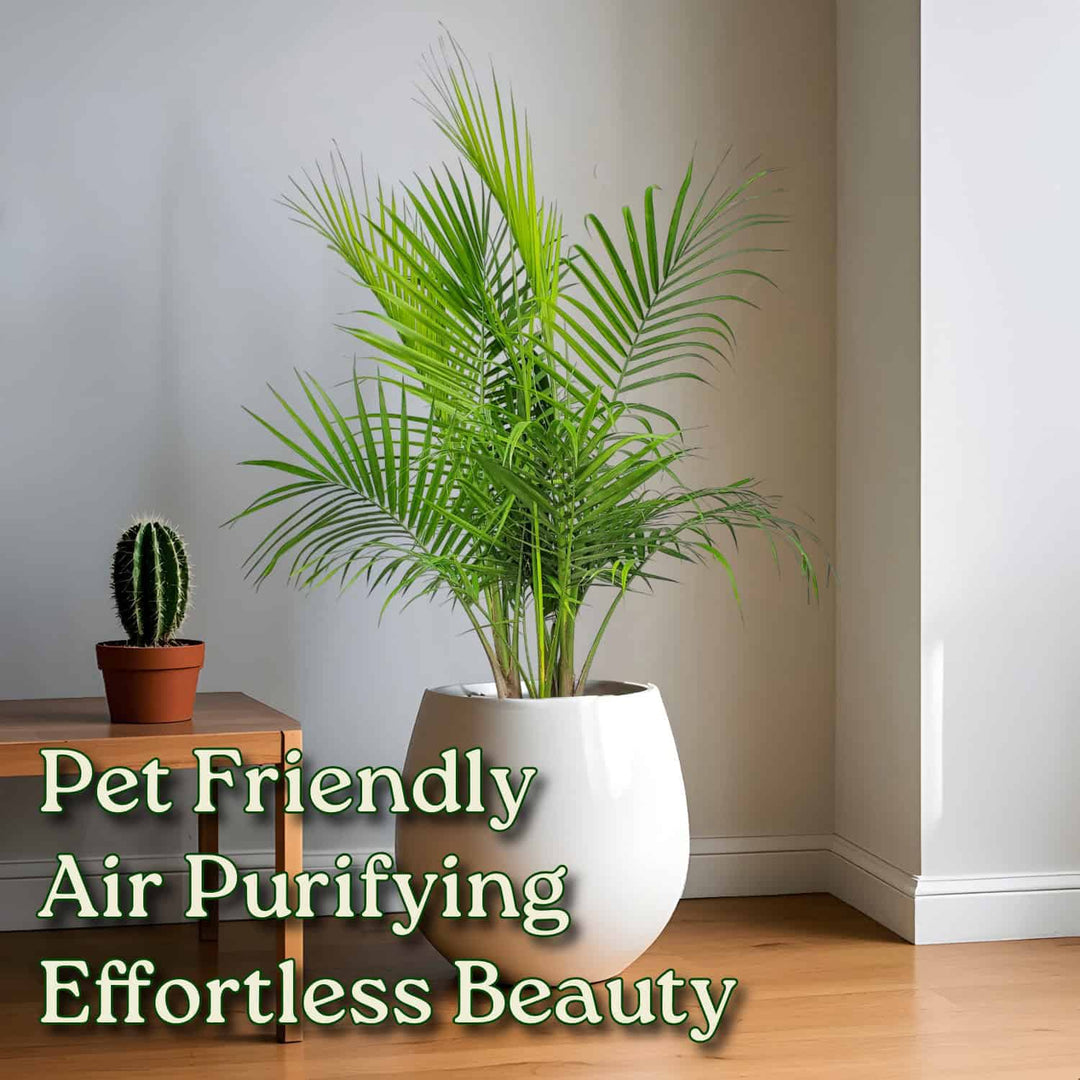 is a majesty palm a good indoor plant Majesty Palm for Sale