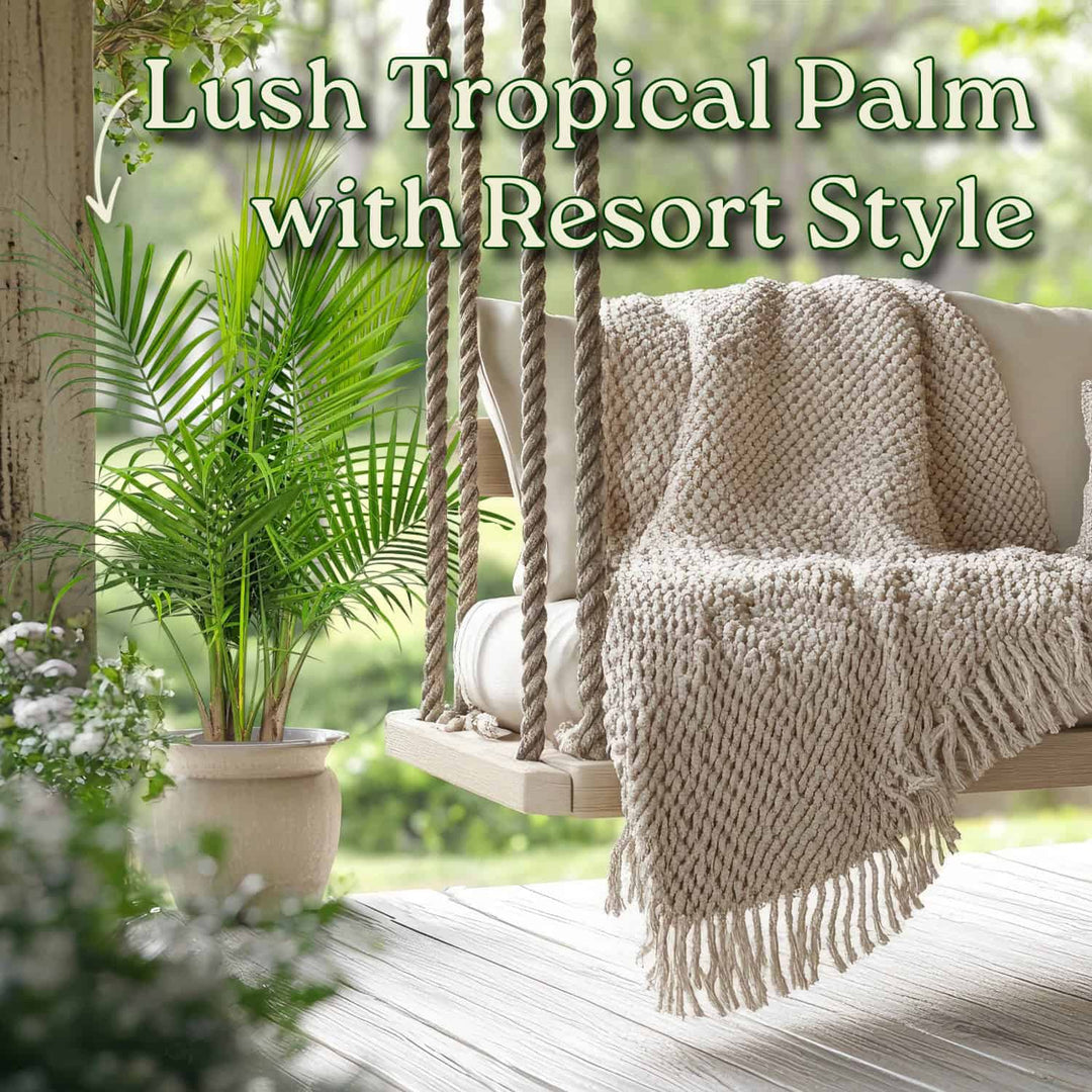 outdoor tropical palm plants Majesty Palm for Sale