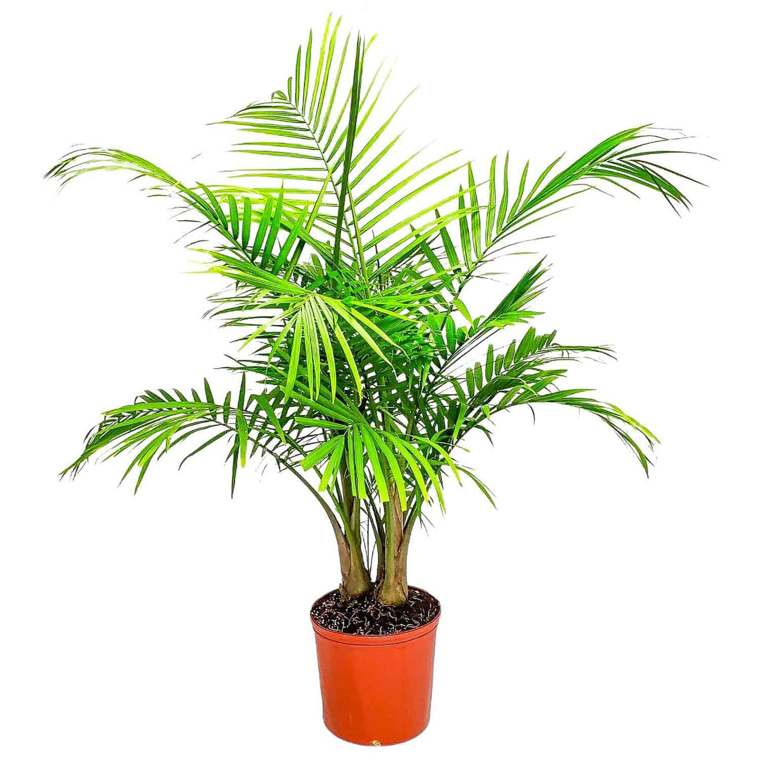 palm plant real Tropical Plants of Florida 32" to 36" Majesty Palm Tree Plant; Bright to Moderate Light, Growers Pot