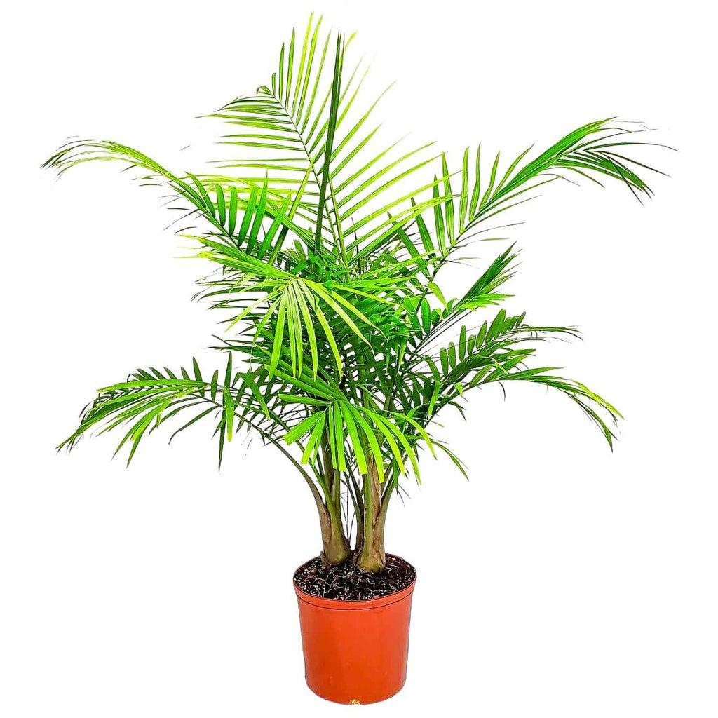 small palm tree plant Tropical Plants of Florida 32" to 36" Majesty Palm Tree Plant; Bright to Moderate Light, Growers Pot