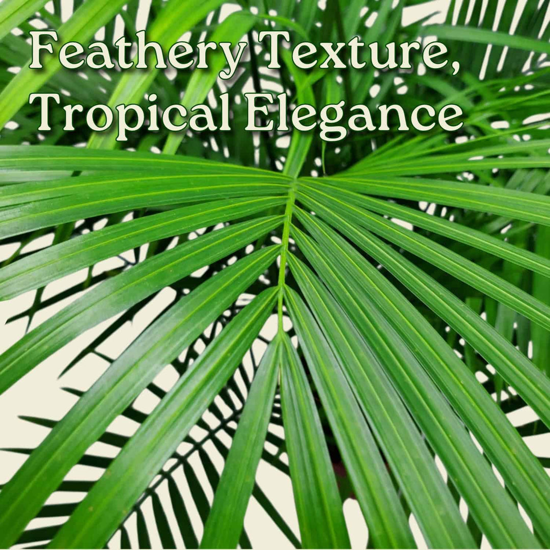 real palm plants Majesty Palm for Sale
