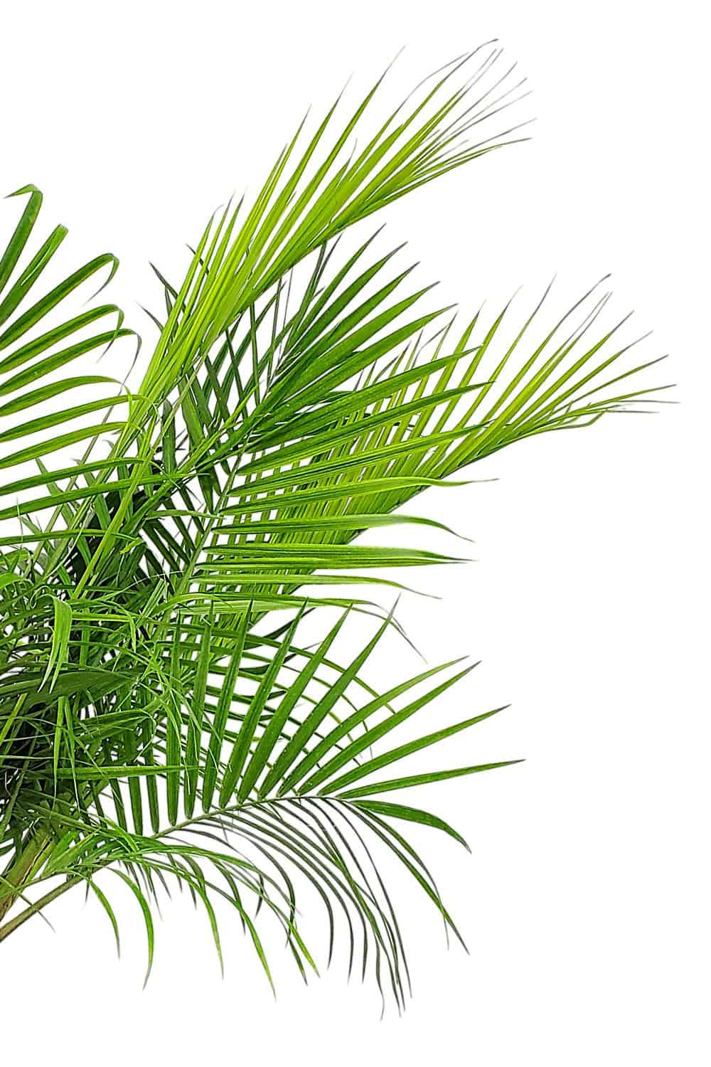 is the majesty palm toxic to cats Majesty Palm for Sale