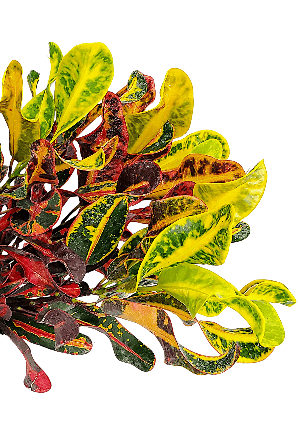 croton mammy starter Croton Mammy Plant – Vibrant Tropical Foliage
