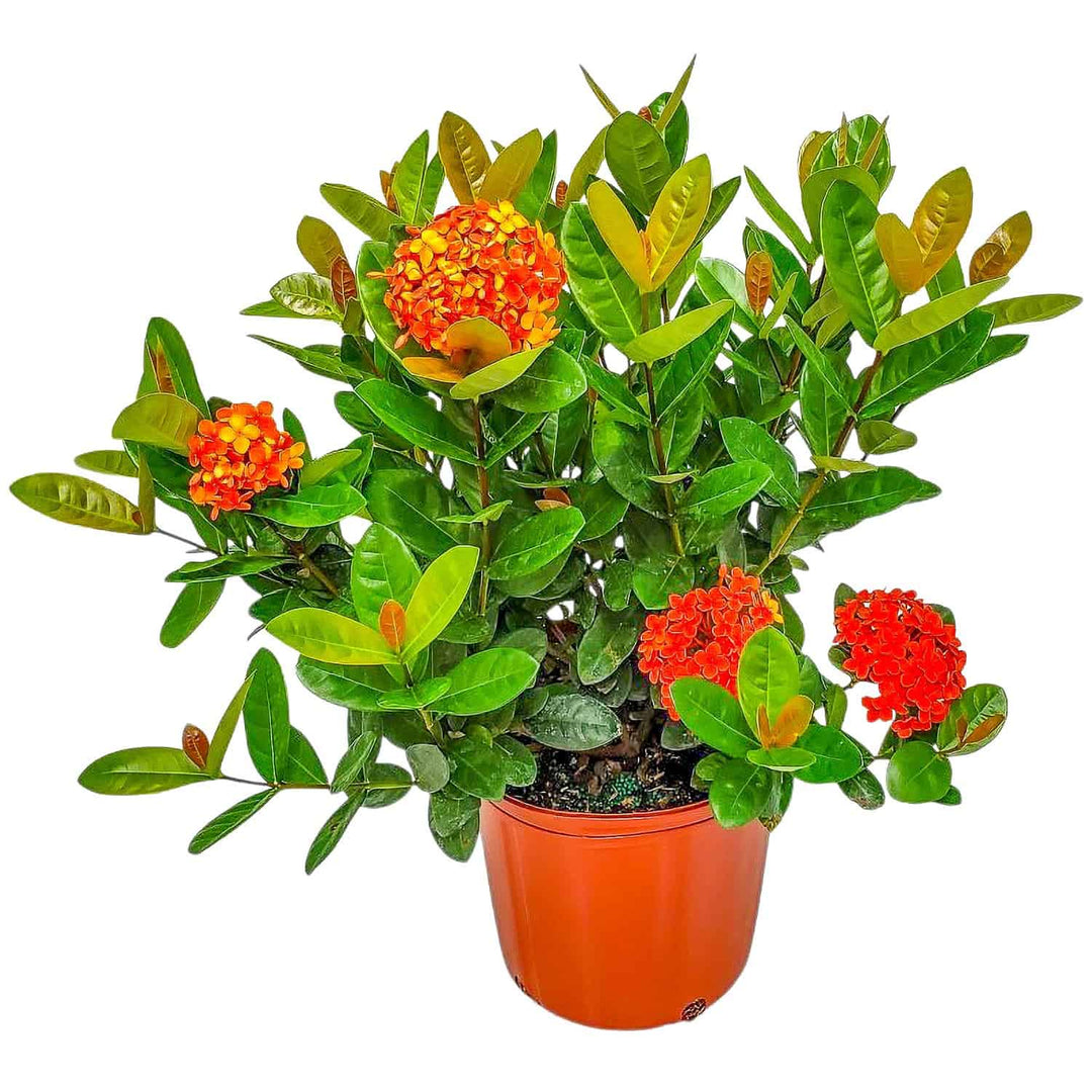ixora plant indoor or outdoor Red Ixora Maui Bush