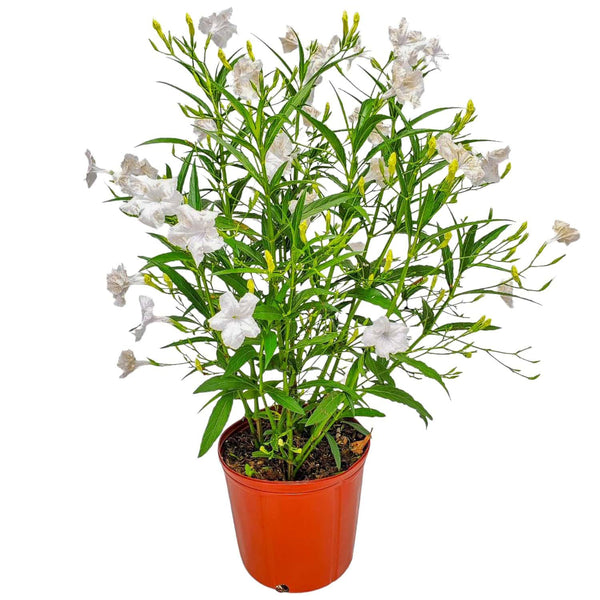 【新品】LOWYA New Ruellia 284 ホワイト White Ruellia (Mexican Petunia) for Sale | Large 3-Gallon Plants