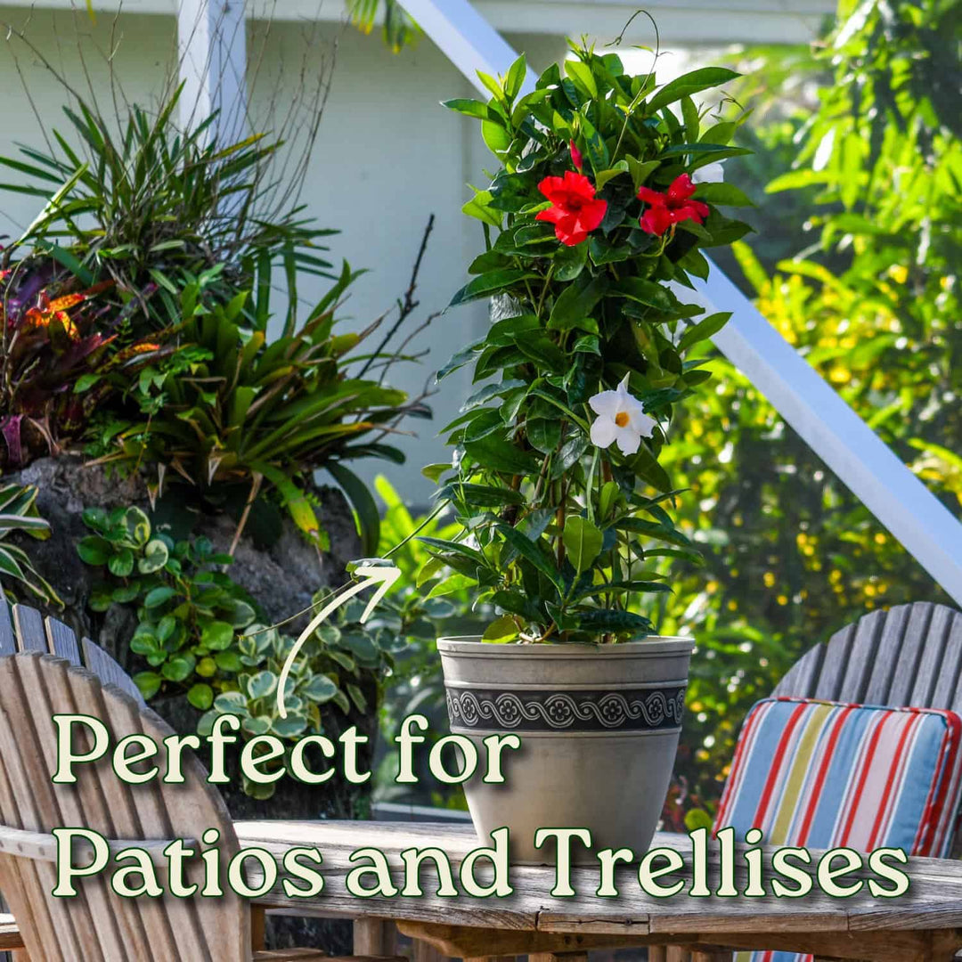 Red & White Mixed Mandevilla Vine