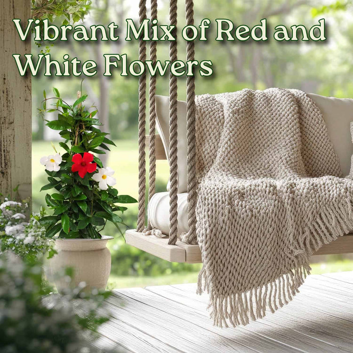 Red & White Mixed Mandevilla Vine