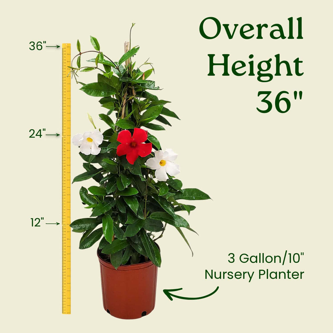 Red & White Mixed Mandevilla Vine