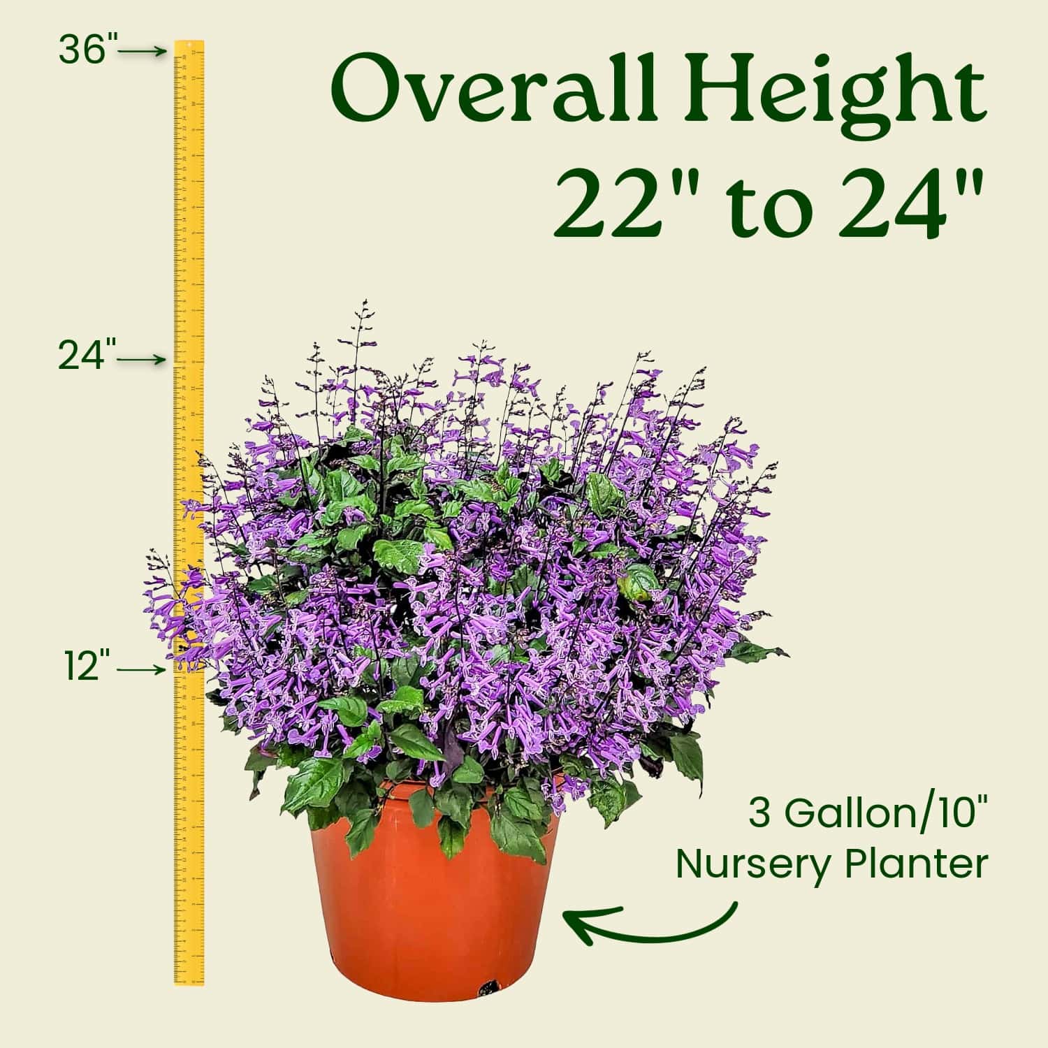 mona lavender plants for sale 1 gal. Mona Lavender Plectranthus Perennial Plant with Purple Flowers