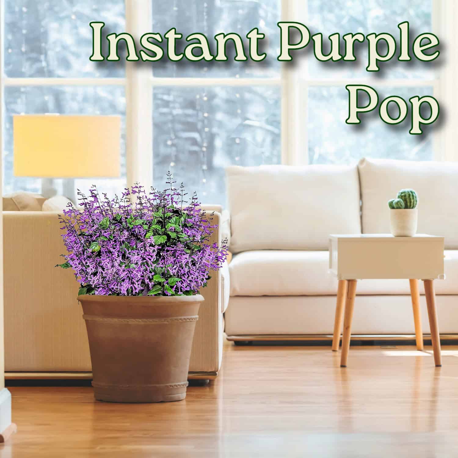 lavender plants indoor 1 gal. Mona Lavender Plectranthus Perennial Plant with Purple Flowers