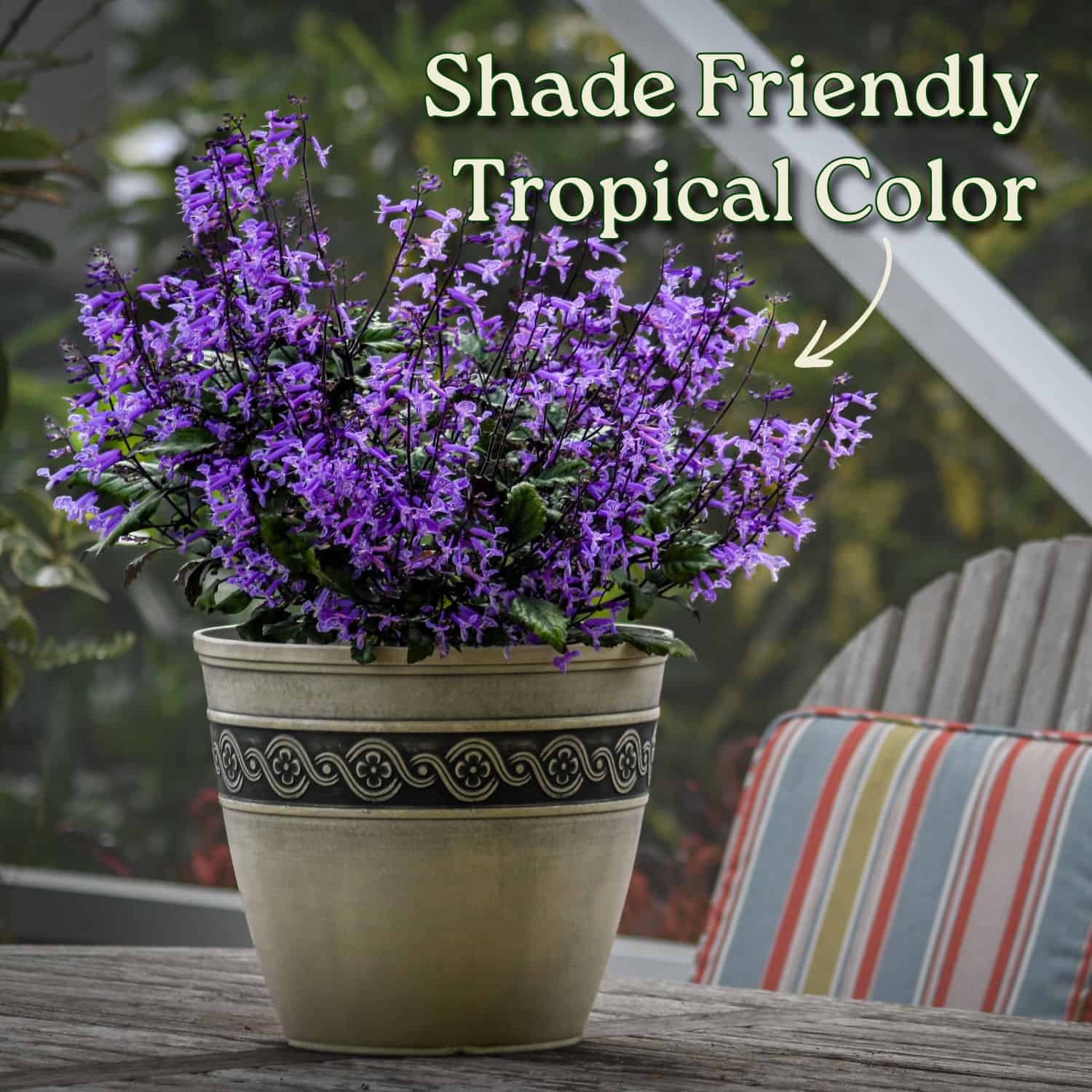 lavender plant indoor 1 gal. Mona Lavender Plectranthus Perennial Plant with Purple Flowers