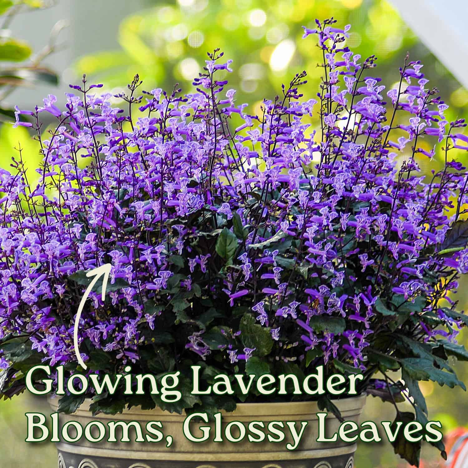 mona lavender plants for sale 1 gal. Mona Lavender Plectranthus Perennial Plant with Purple Flowers