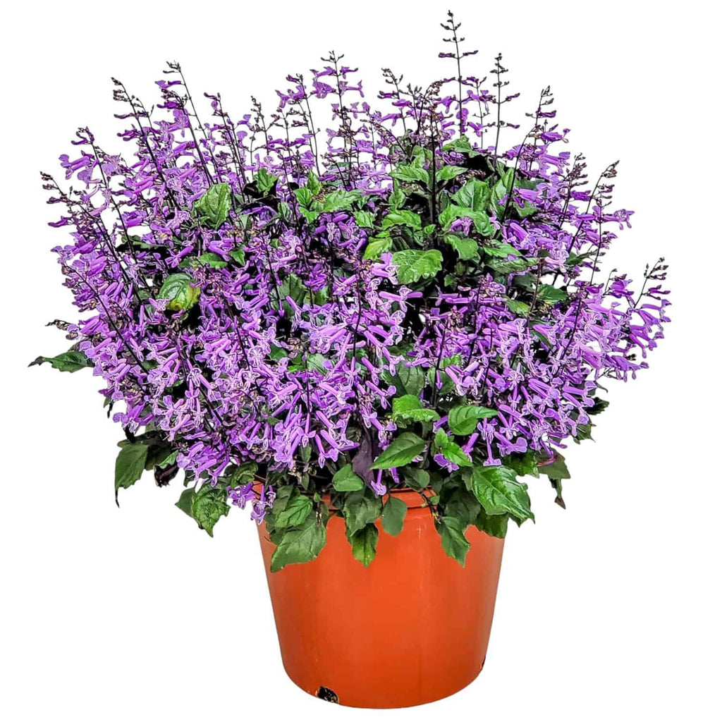 lavender plant for sale Mona Lavender Plant (Plectranthus) for Sale