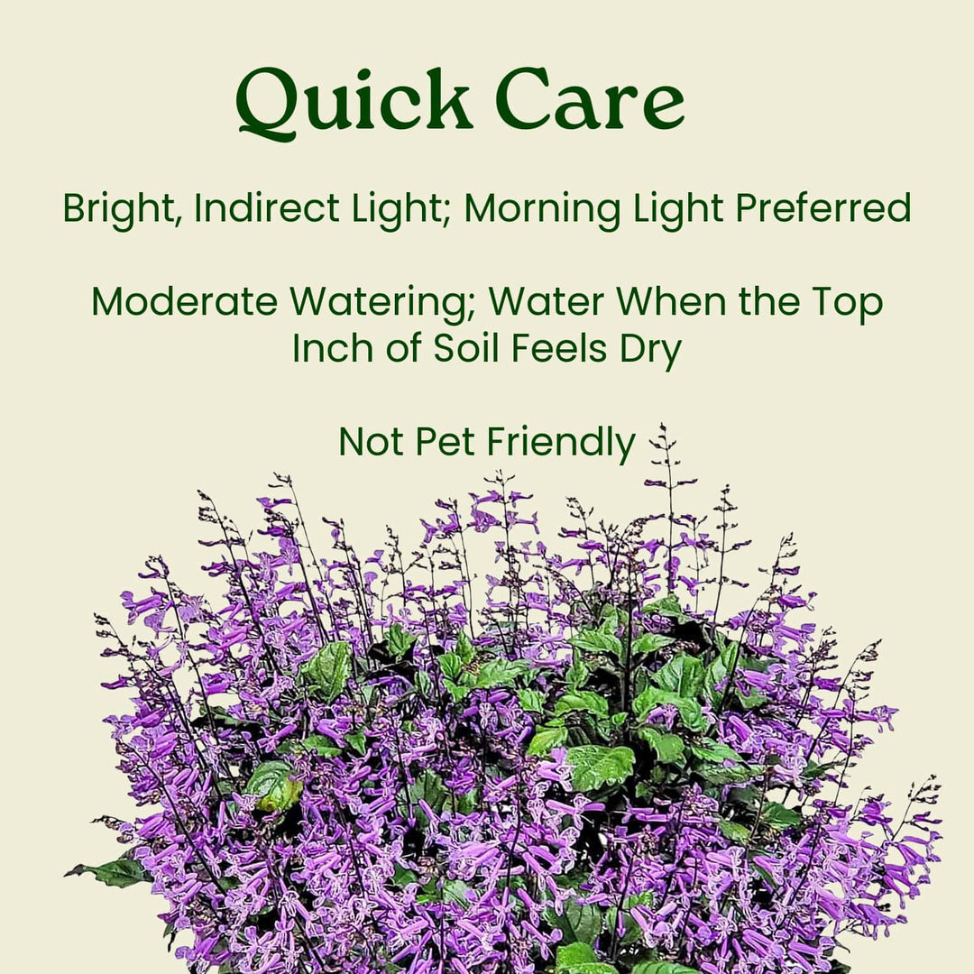 mona lavender plants Mona Lavender Plant (Plectranthus) for Sale