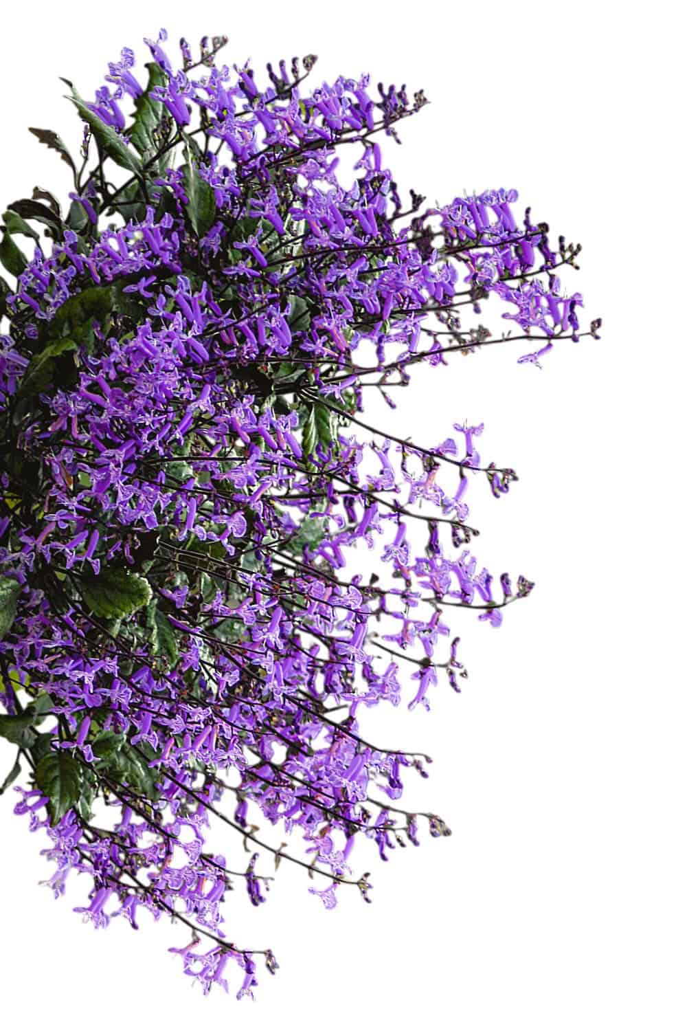 lavender plants indoors for sale Mona Lavender Plant (Plectranthus) for Sale