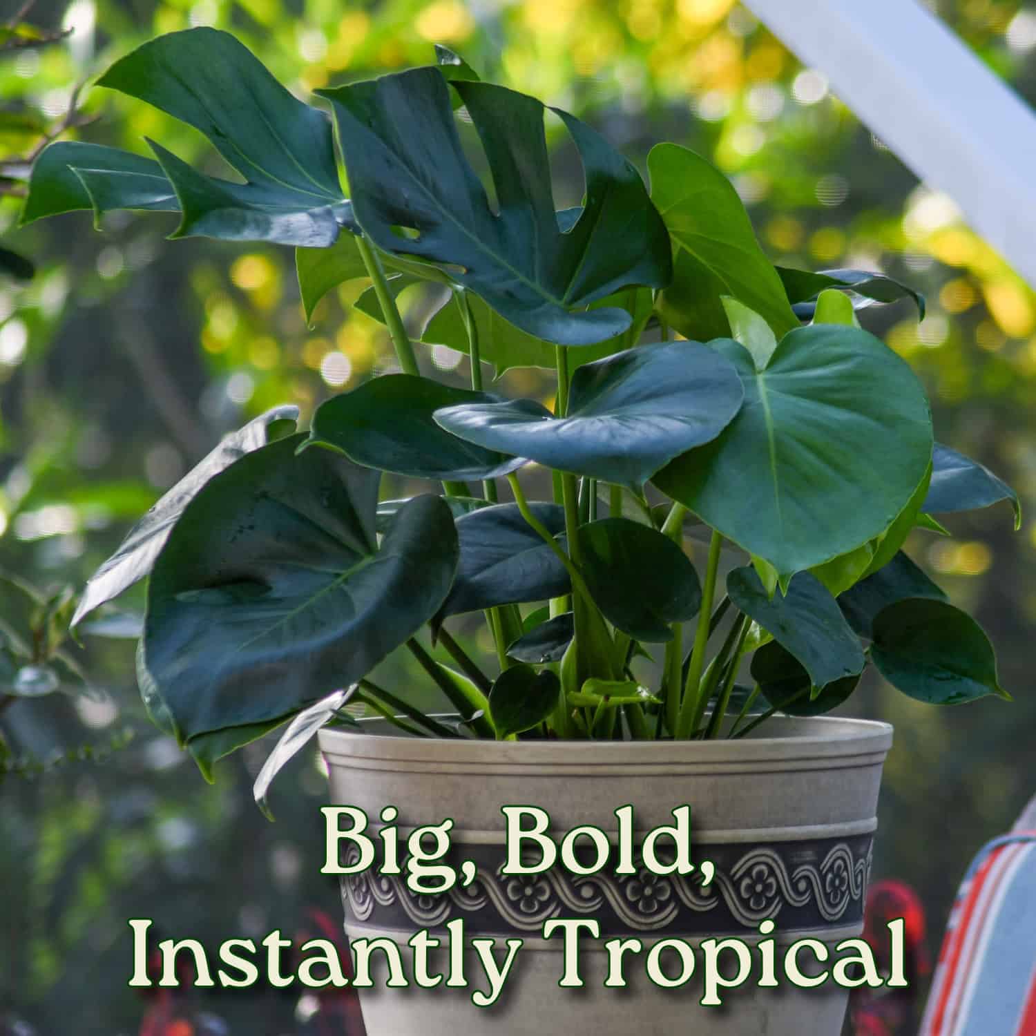 tropical monstera Monstera Delicioso - Swiss Cheese Plant - Overall Height 24" to 28"