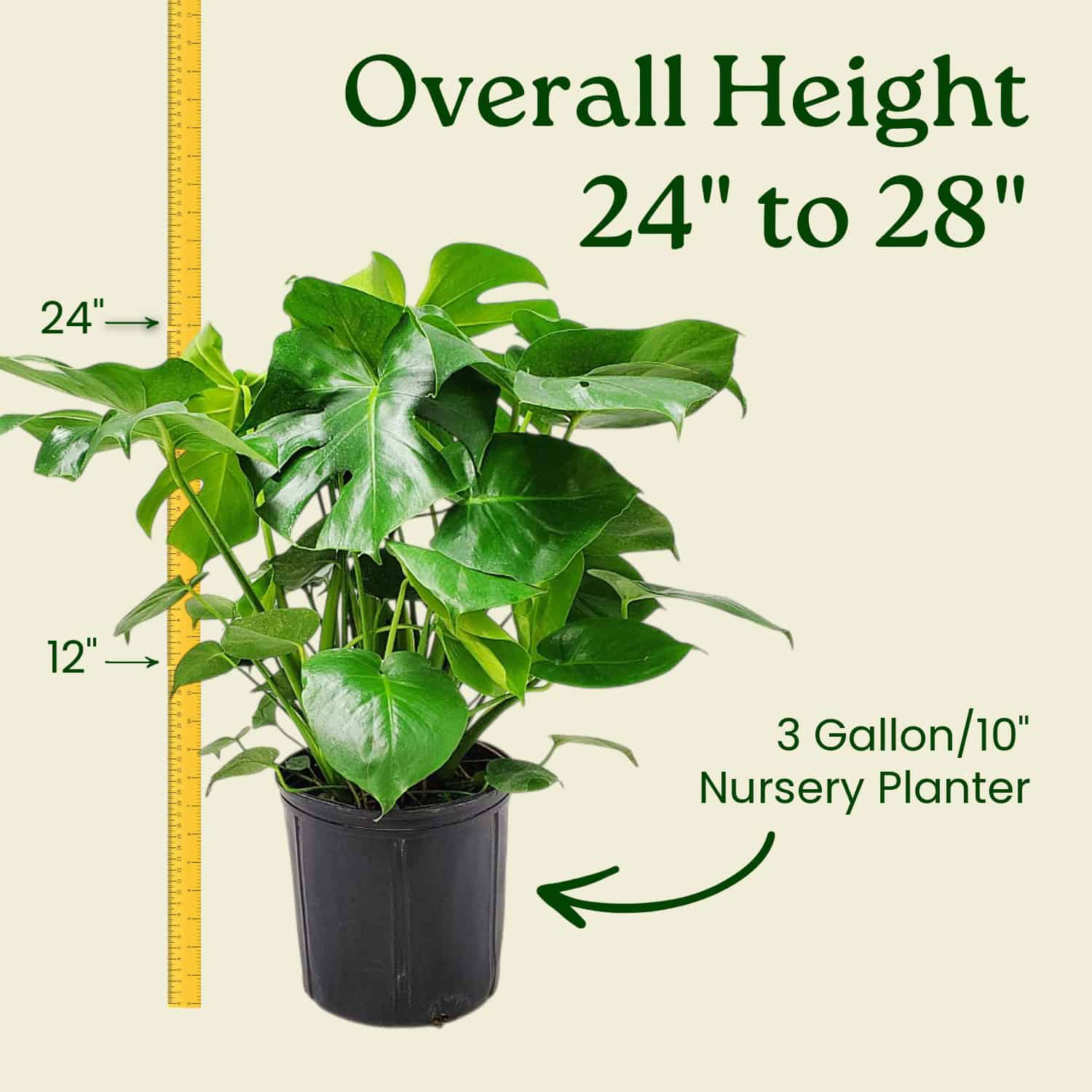Monstera Deliciosa Plant for Sale | Swiss Cheese Plant | Tropical