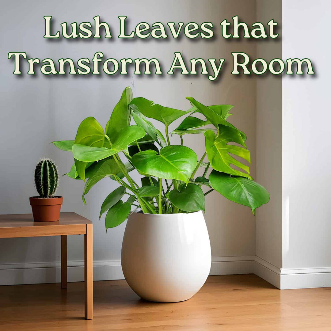 real monstera plant Monstera Delicioso - Swiss Cheese Plant - Overall Height 24" to 28"