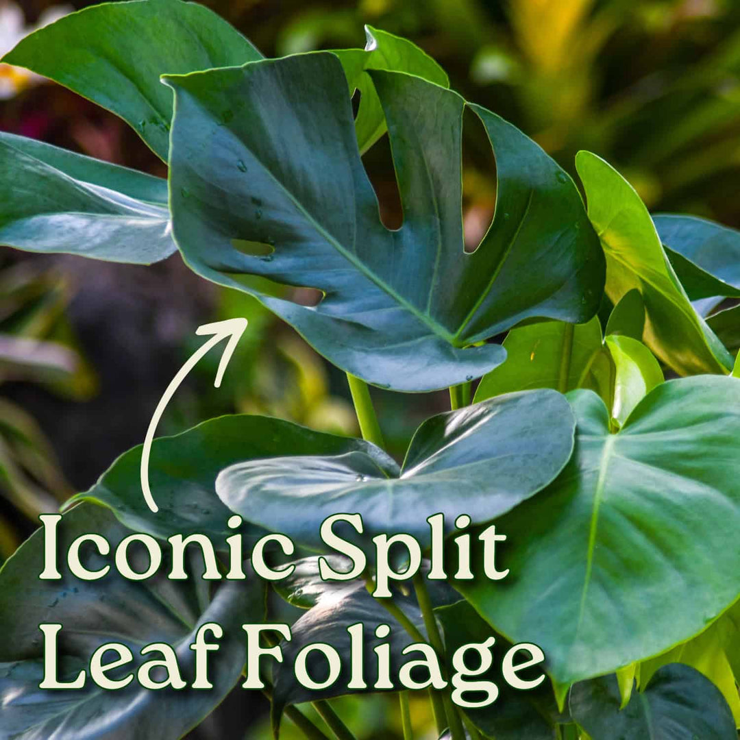price of monstera plant Monstera Delicioso - Swiss Cheese Plant - Overall Height 24" to 28"