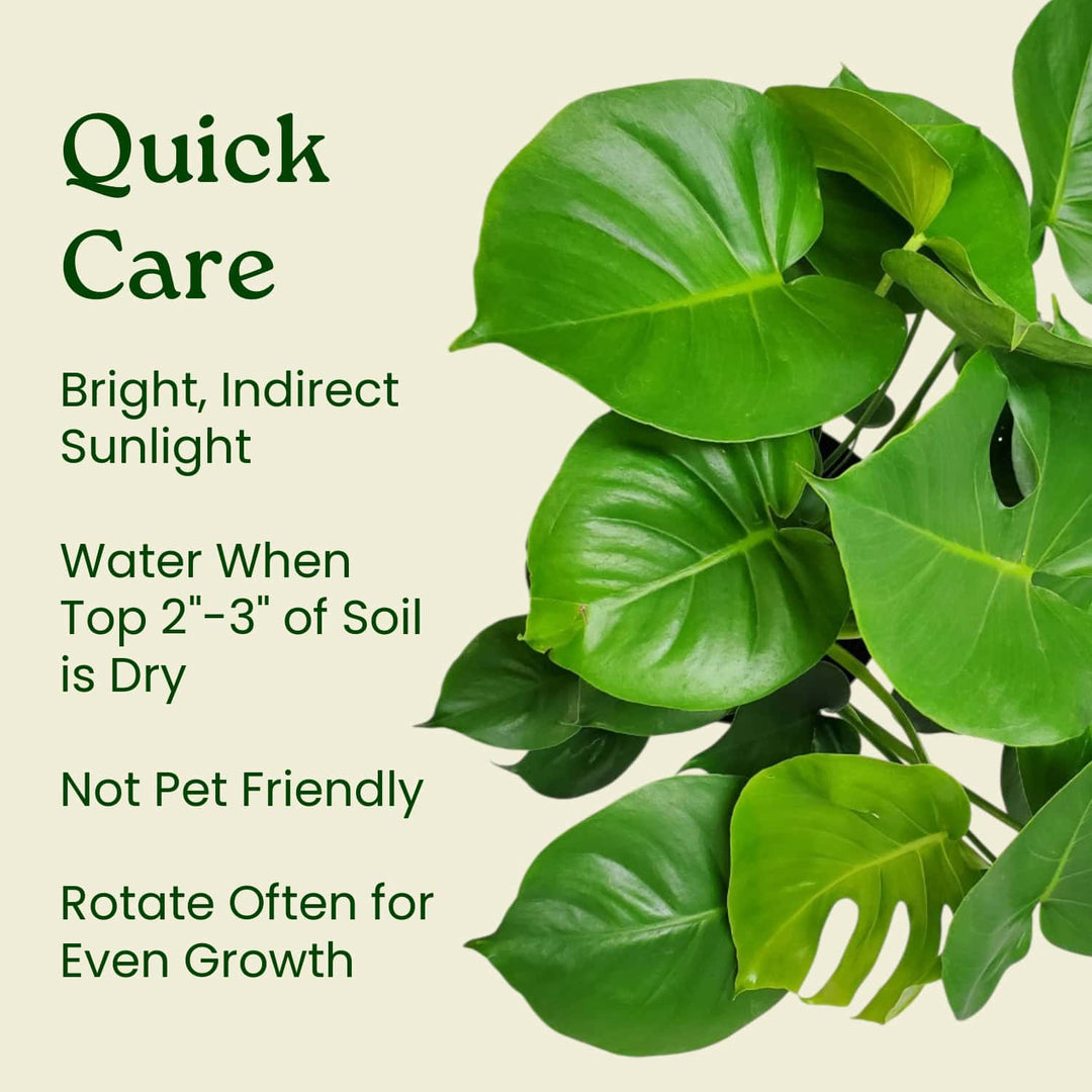 best medium for monstera Monstera Deliciosa Plant for Sale | Swiss Cheese Plant