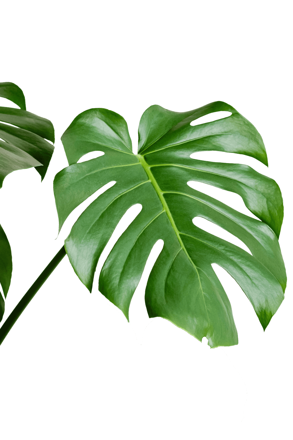 monstera plant en español Monstera Deliciosa Plant for Sale | Swiss Cheese Plant