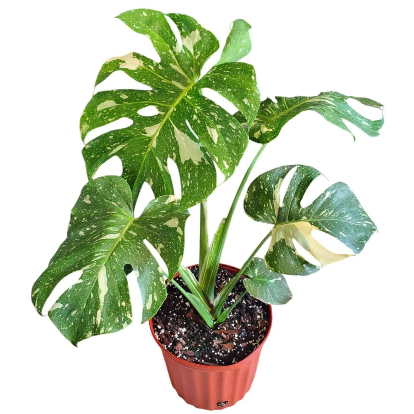 Thai Constellation Monstera for Sale | Variegated Monstera