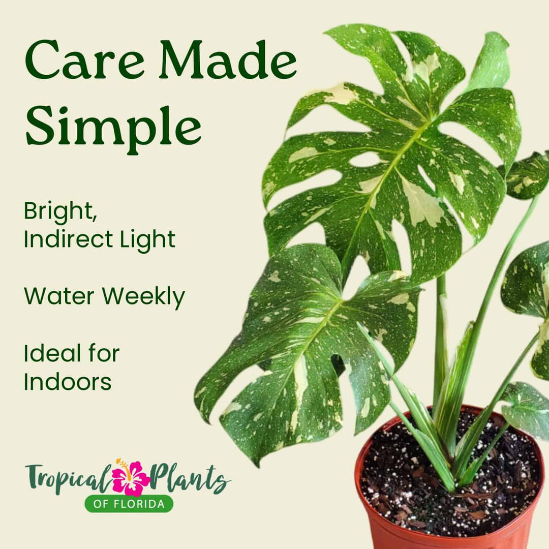 monstera deliciosa thai constellation care Thai Constellation Monstera